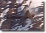 fa-18_sw10.jpg