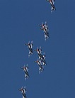 Frecce Tricolori nineship formation