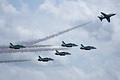 Saudi Hawks