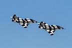 Draken International A-4K Skyhawks fly-by