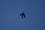 MiG-17 lit up by its afterburner