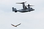 A sea eagle trying to steal the lime light from the MV-22B