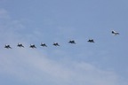 Rafales and Mirages arriving at Evreux on July 13th